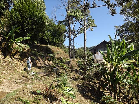 Penang Hills and Trails - Tiger Ridge Walk