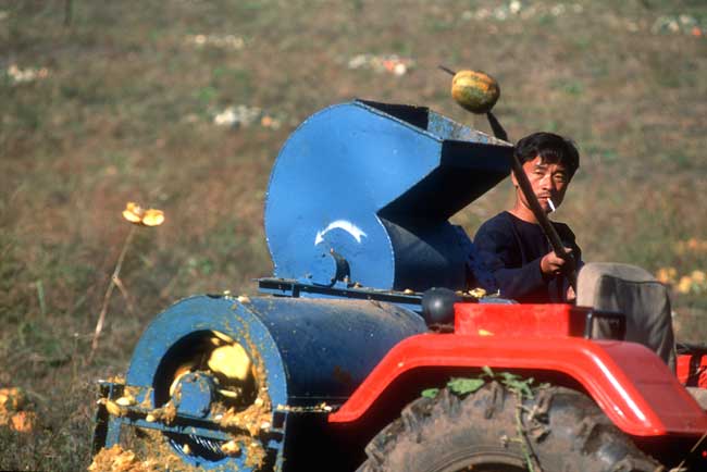 Pumkin harvest in Huanan