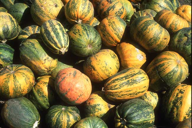 Pumkins near Huanan