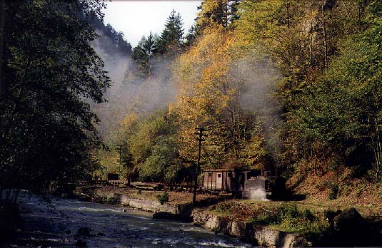 Autumn Gold